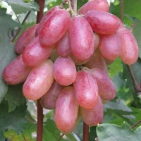 Купить Виноград Преображение