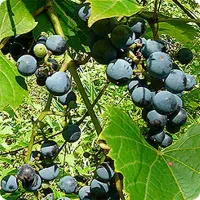 купить Виноград приречный Зеленая гора