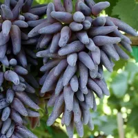 Купить Виноград Ведьмины Пальцы