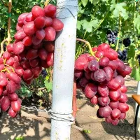 Купить Виноград Велюр