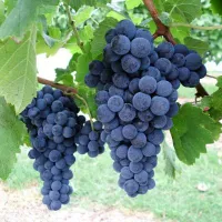 Купить Виноград винный Саперави