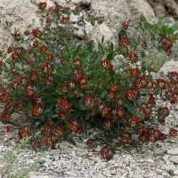 Купить семена Язвенник Антисептик