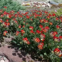 Купить семена Язвенник Антисептик