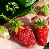 Купить клубнику Тристан