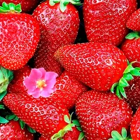 Купить клубнику Тристан