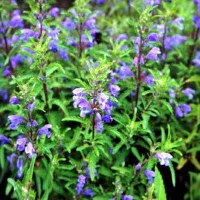 Купить семена Змееголовник молдавский Горыныч