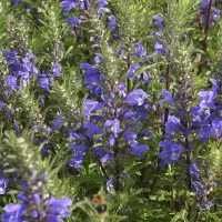 Купить семена Змееголовник молдавский Горыныч