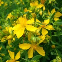 Купить семена Зверобой Айболит