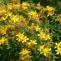 Купить семена Зверобой Айболит