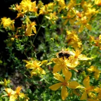 Купить семена Зверобой продырявленный Хворобой