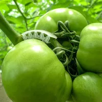 Купить Держатель для подвязки кистей томатов