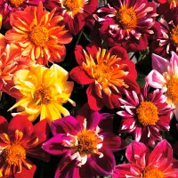 Купить Георгина Коларетте дэнди микс