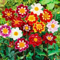 Купить Георгина Коларетте дэнди микс