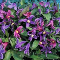 Купить семена Клематис цельнолистный Смесь