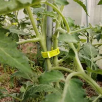 Купить Клипса для подвязки томатов к опоре