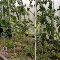 Купить Клипса для подвязки томатов к опоре