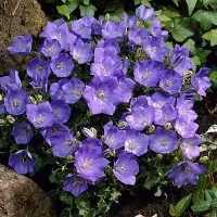 Koupit semena Bluebell Karpatská modrá trvalka