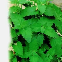 Купить Котовник Лимонный бархат