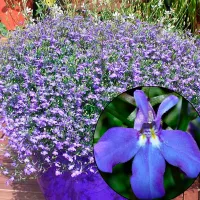 Купить Лобелия Фонтан Лиловая