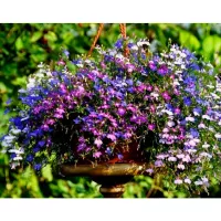 Koupit semena Lobelia ampelnaya Cascade
