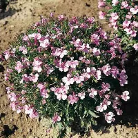 Купить семена Лобелия Ривьера Лиловая кустовая лилово-розовая
