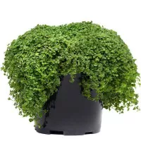 Купить Микро Мята Миниминт