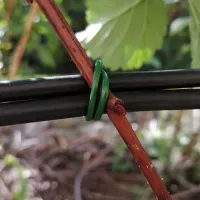 Купить Проволока для подвязки томатов, перцев, лиан длиной 15 см