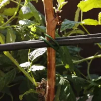 Купить Проволока для подвязки томатов, перцев, лиан длиной 15 см