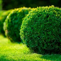 Купить самшит вечнозеленый