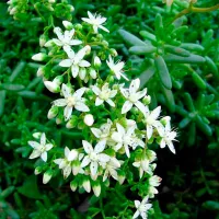 Купить Очиток (седум) белый