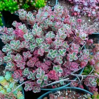 Купить Очиток (седум) синий