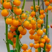 Купить Томат черри Краски