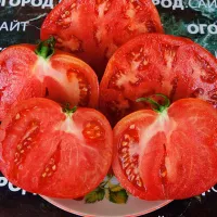Купить Томат Гибрид тарасенко №3