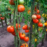 Купить Томат Гибрид тарасенко №3