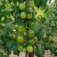 Купить Томат Гибрид тарасенко №43