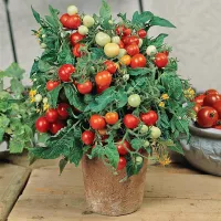 Купить семена томат комнатный Беби
