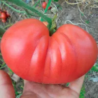 Купить томат Мечта Тарасенко