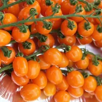 Купить семена Томат Оранжевый Фонтан черри Вкуснотека