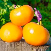 Купить семена томат Сахар Желтый
