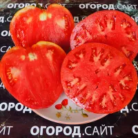 Купить Томат Задница обезьяны