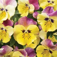 Купить Виола ампельная Кул Вейв Стробери Свирл