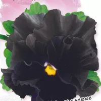 Купить семена Виола махровая Фламенко черная крупноцветковая