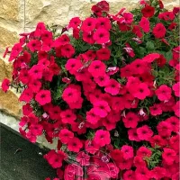 Купить Петуния Тайфун F1 Черри