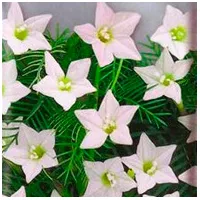 Купить Ипомея Созвездие белая