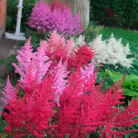 купить Астильба Арендса смесь