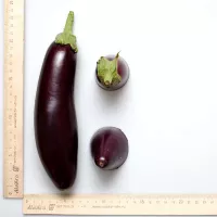 Купить Баклажан Северный индиго