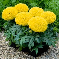 Купить семена Бархатцы Дискавери Йеллоу