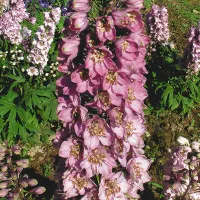 Купить Дельфиниум Астолат розовый