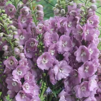 Купить Дельфиниум Астолат розовый