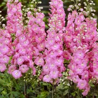 Купить Дельфиниум Астолат розовый